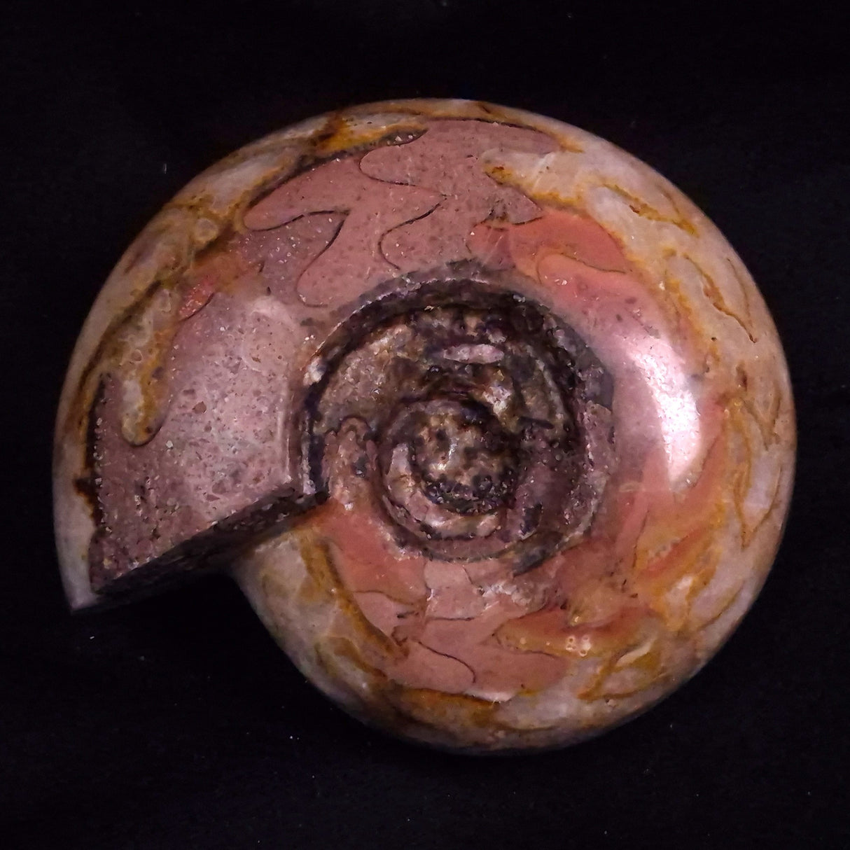 AMMONITE, East Timor XAT047