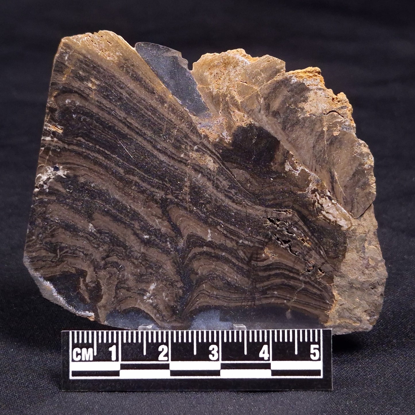 HORSE TOOTH STROMATOLITE, Devonian, Scotland ZHT015