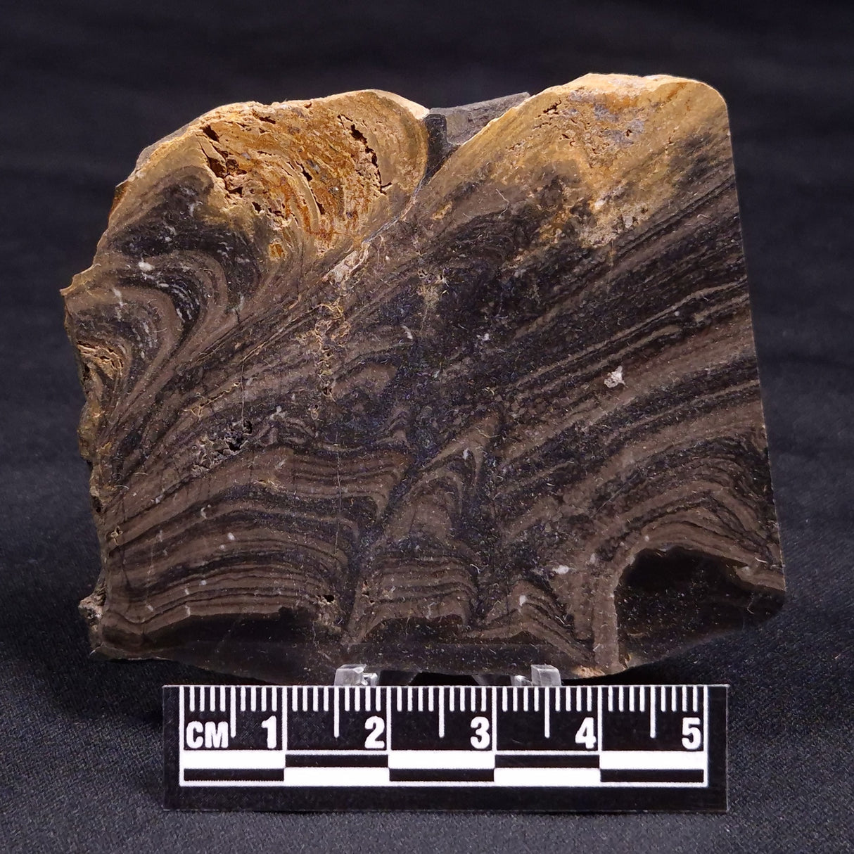 HORSE TOOTH STROMATOLITE, Devonian, Scotland ZHT016