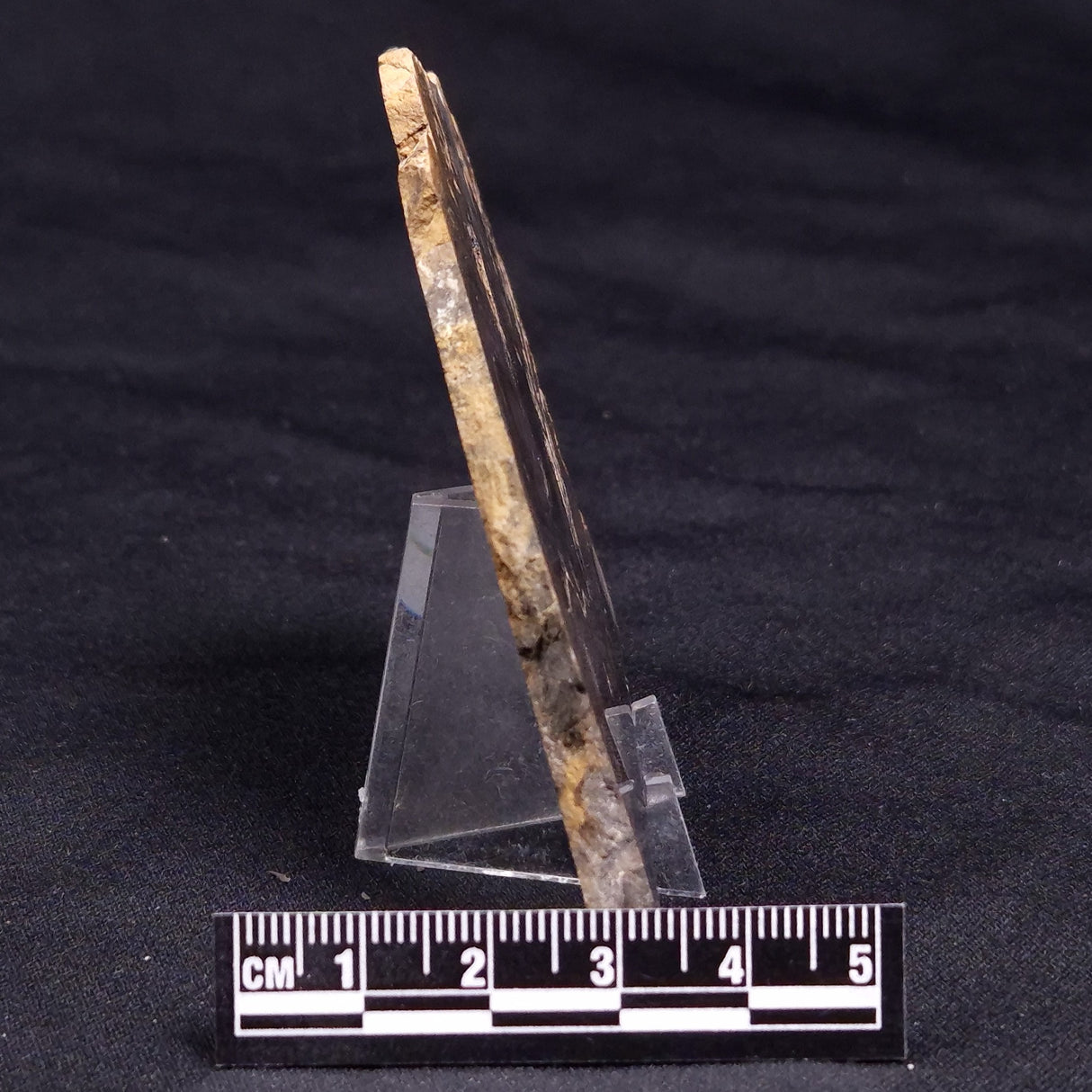 HORSE TOOTH STROMATOLITE, Devonian, Scotland ZHT019