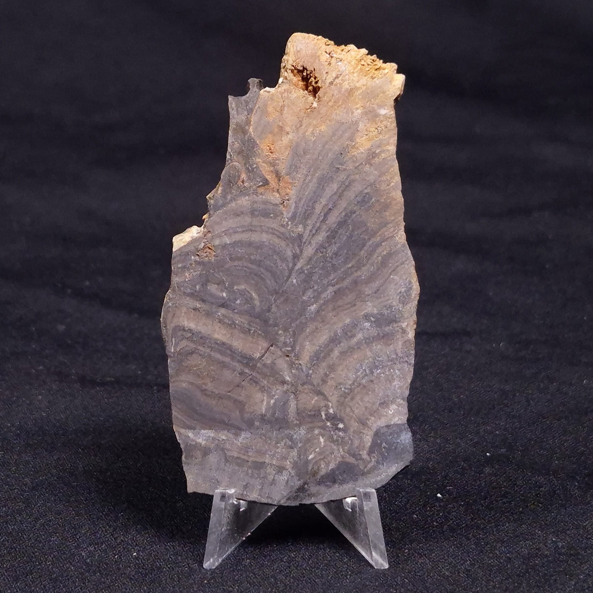 HORSE TOOTH STROMATOLITE, Devonian, Scotland ZHT021