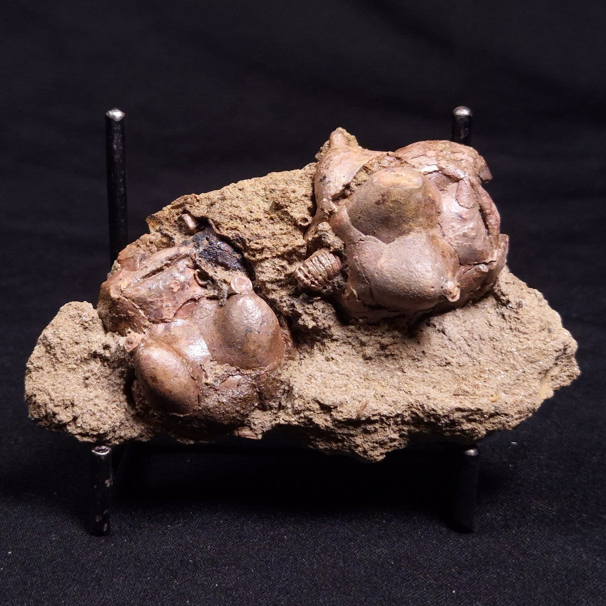 JIMBACRINUS BOSTOCKI CRINOID FOSSIL, Permian, Australia XJB035