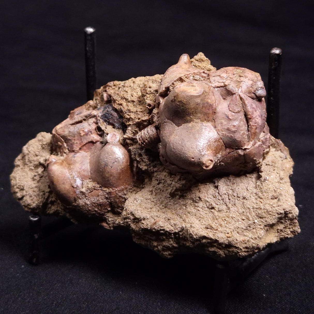 JIMBACRINUS BOSTOCKI CRINOID FOSSIL, Permian, Australia XJB035