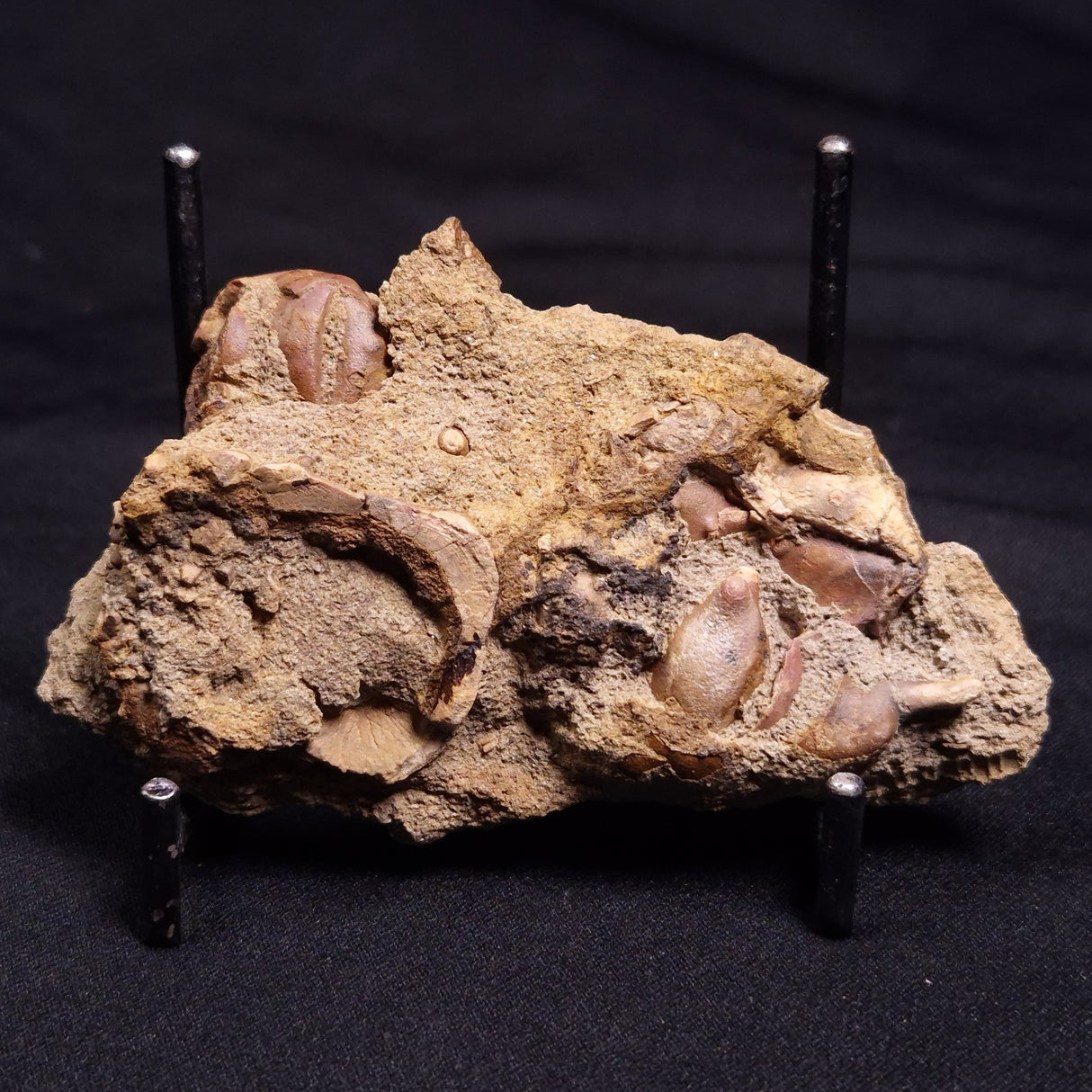 JIMBACRINUS BOSTOCKI CRINOID FOSSIL, Permian, Australia XJB035