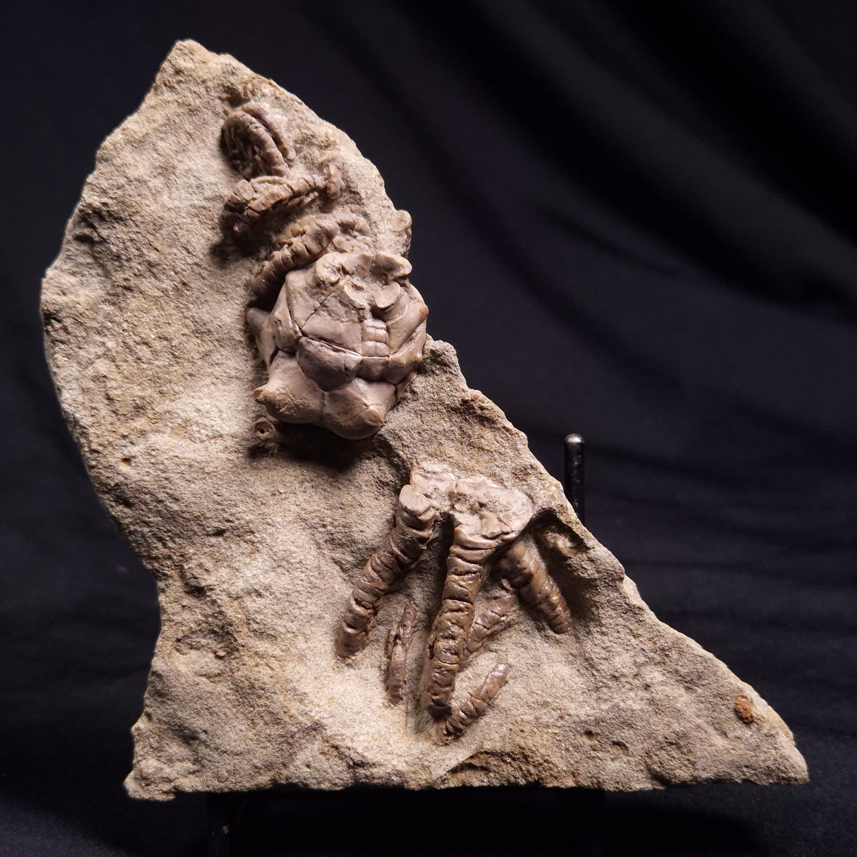JIMBACRINUS BOSTOCKI CRINOID FOSSIL, Permian, Australia XJB036