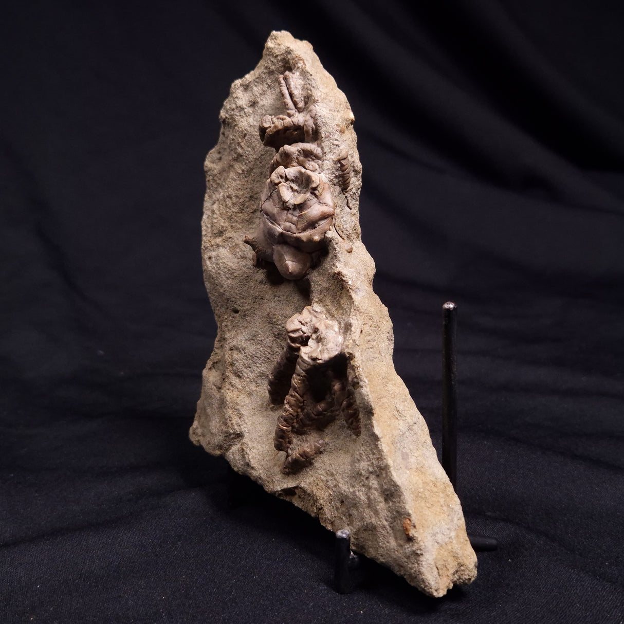 JIMBACRINUS BOSTOCKI CRINOID FOSSIL, Permian, Australia XJB036