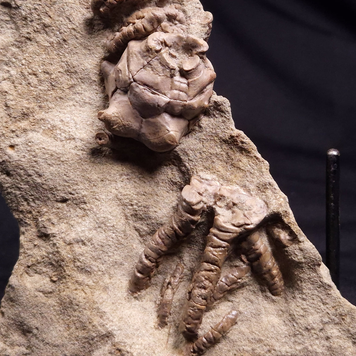 JIMBACRINUS BOSTOCKI CRINOID FOSSIL, Permian, Australia XJB036