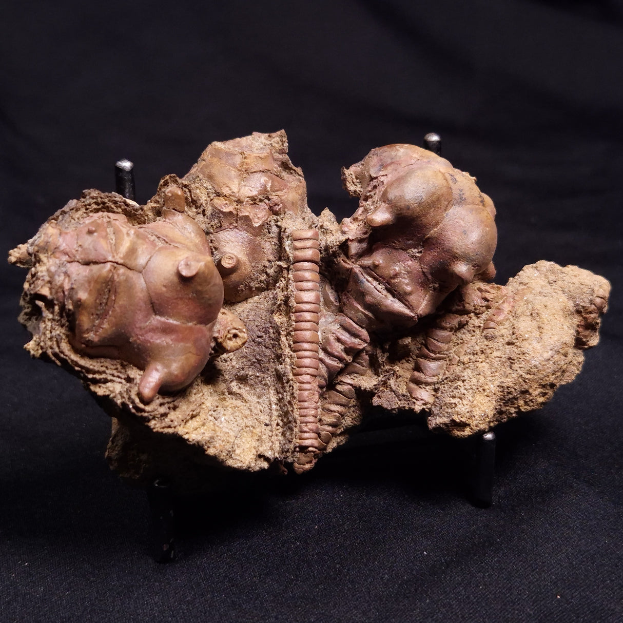 JIMBACRINUS BOSTOCKI CRINOID FOSSIL, Permian, Australia XJB037