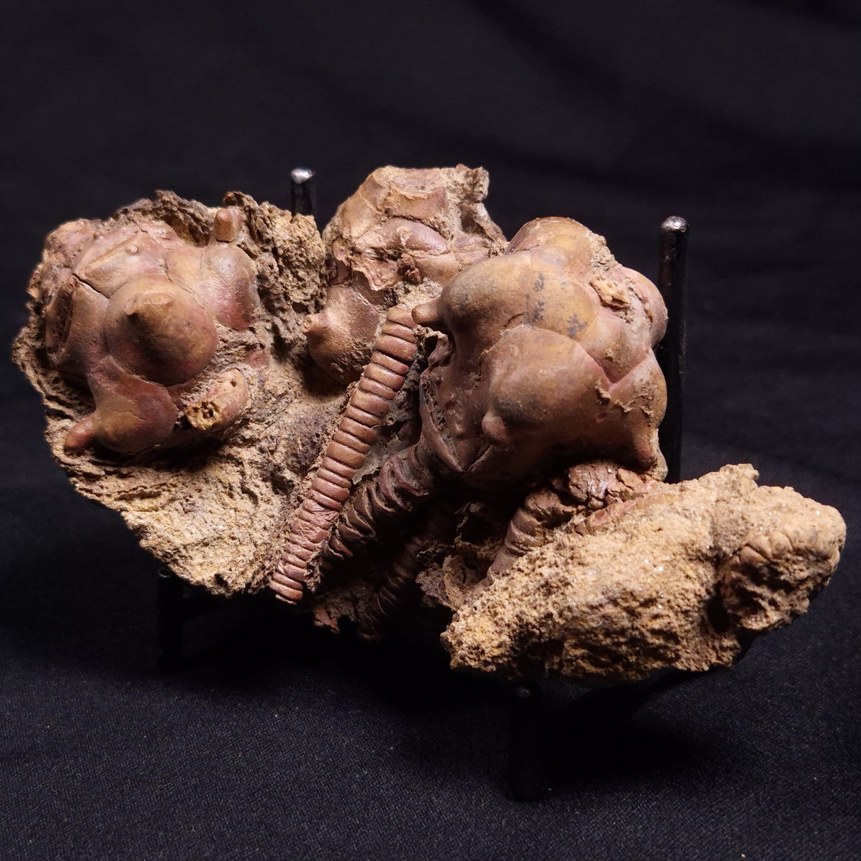 JIMBACRINUS BOSTOCKI CRINOID FOSSIL, Permian, Australia XJB037