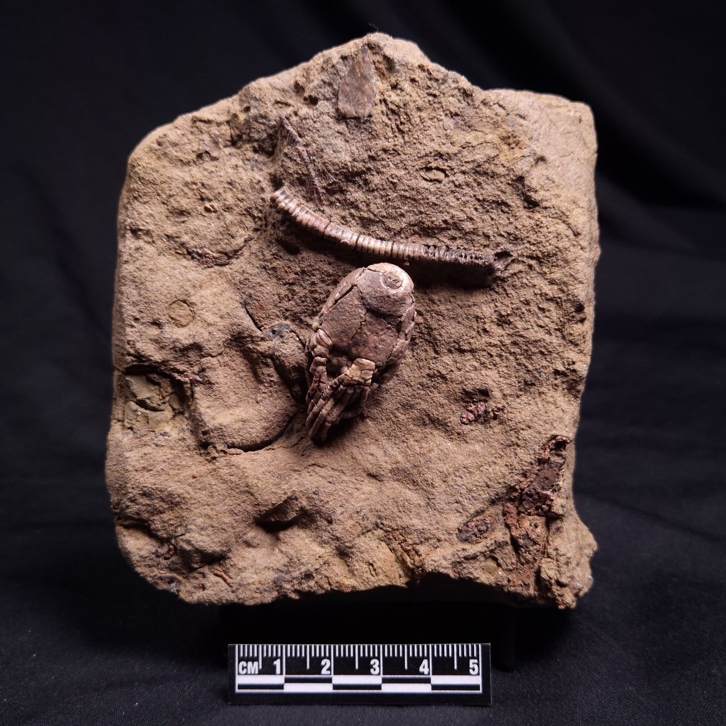 JIMBACRINUS BOSTOCKI CRINOID FOSSIL, Permian, Australia XJB038