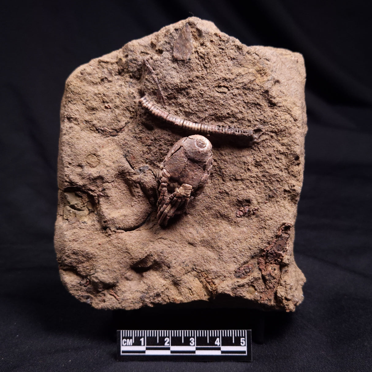 JIMBACRINUS BOSTOCKI CRINOID FOSSIL, Permian, Australia XJB038