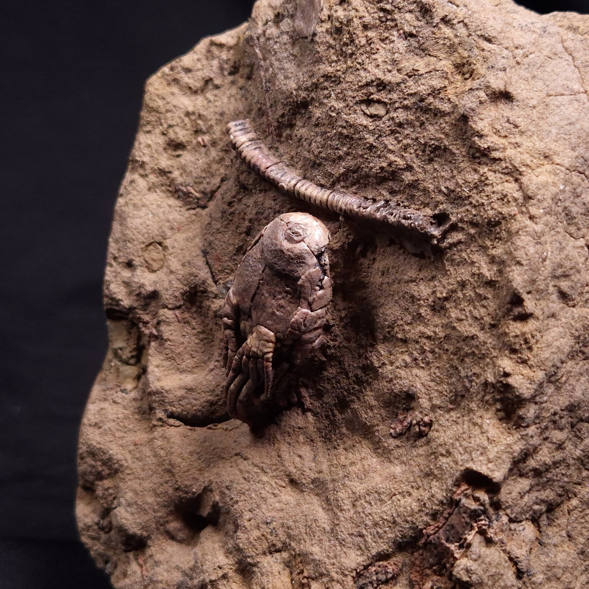 JIMBACRINUS BOSTOCKI CRINOID FOSSIL, Permian, Australia XJB038