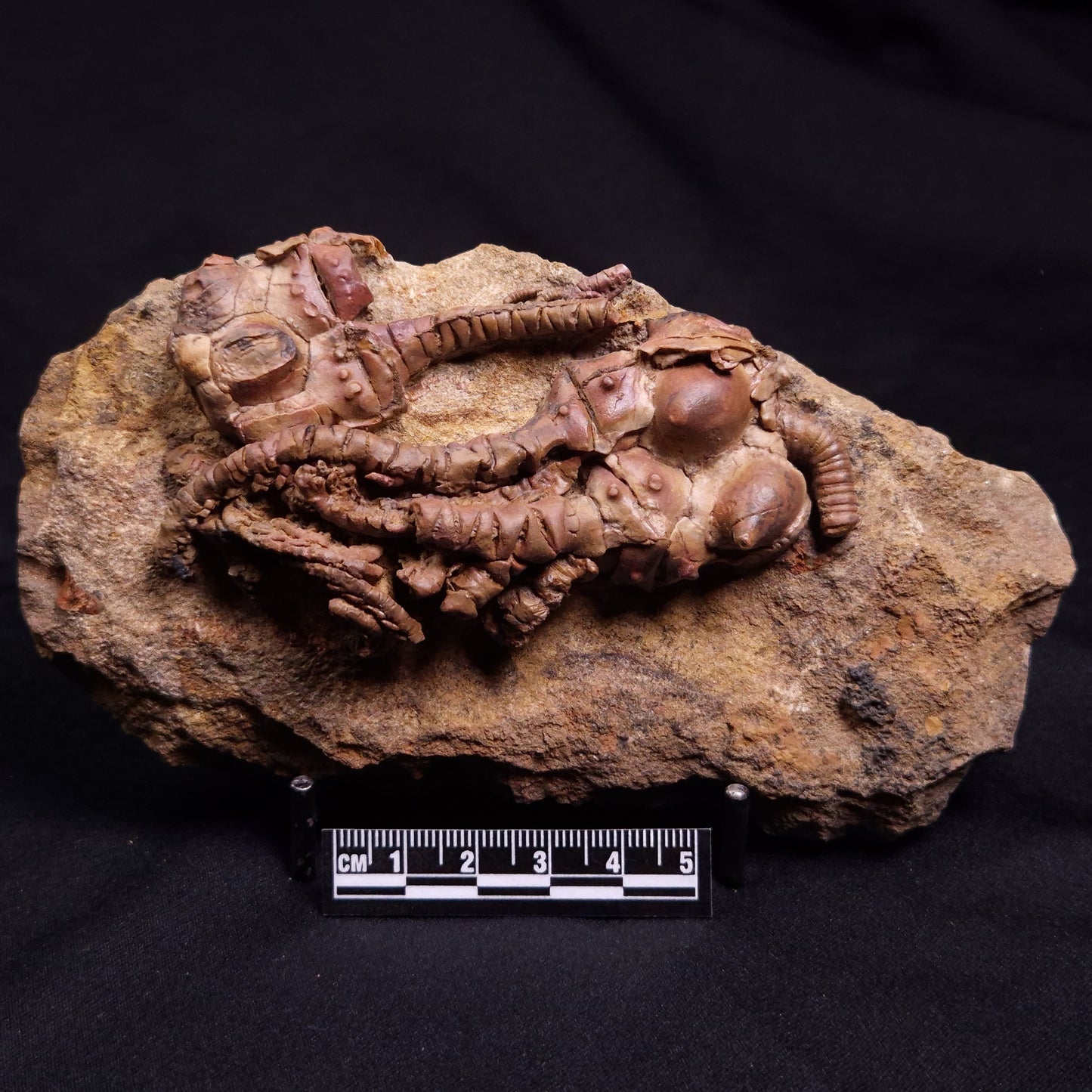 JIMBACRINUS BOSTOCKI CRINOID FOSSIL, Permian, Australia XJB039