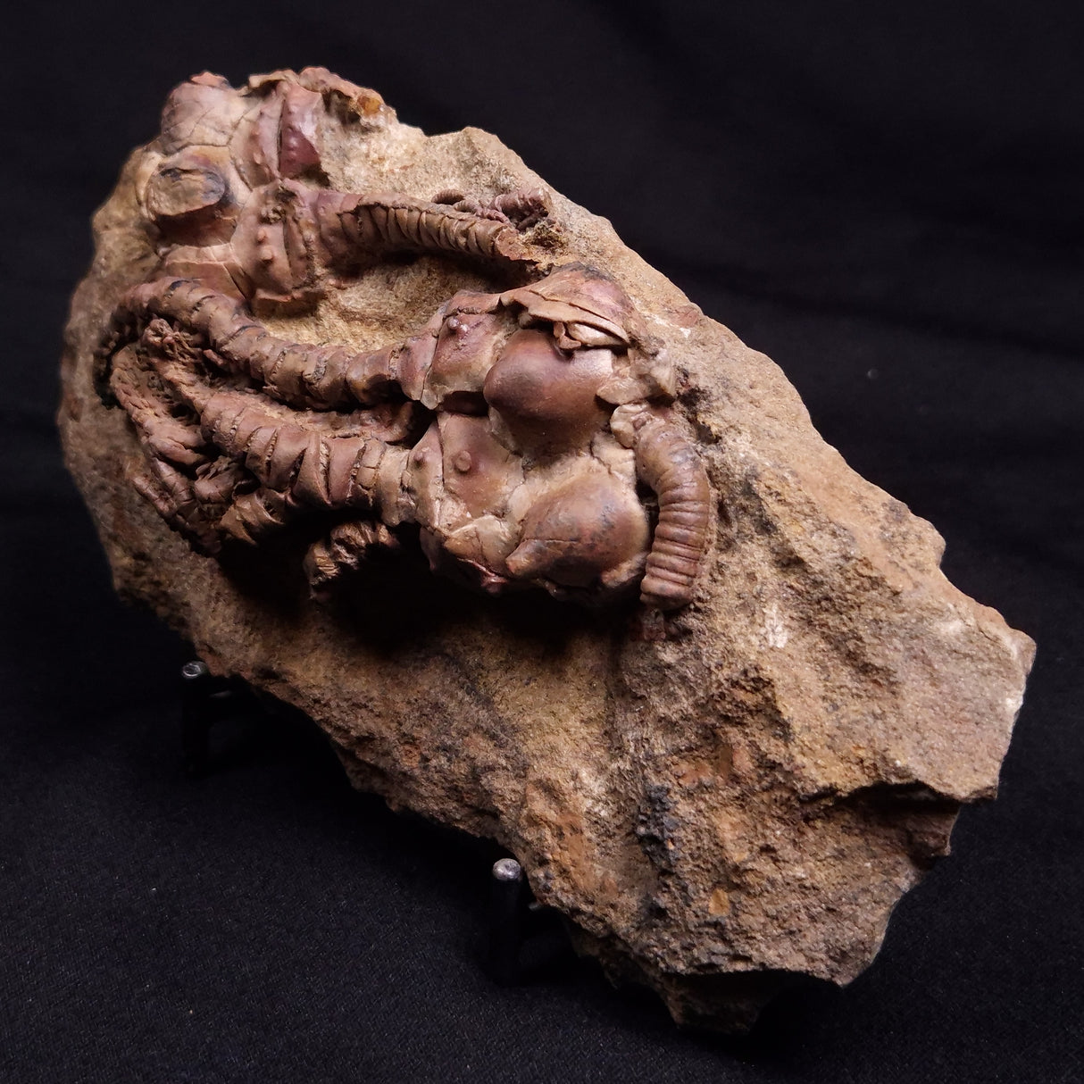 JIMBACRINUS BOSTOCKI CRINOID FOSSIL, Permian, Australia XJB039