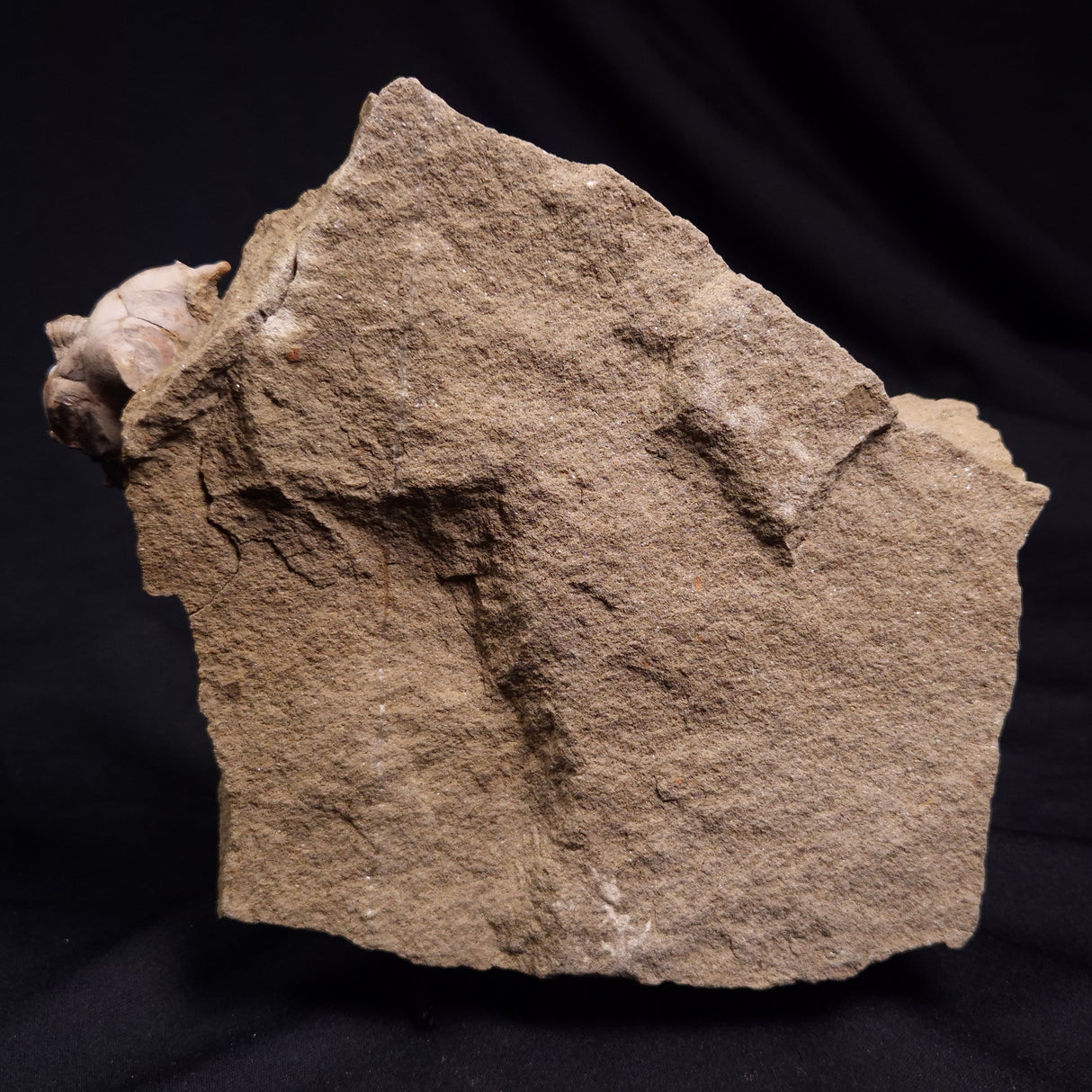 JIMBACRINUS BOSTOCKI CRINOID FOSSIL, Permian, Australia XJB040