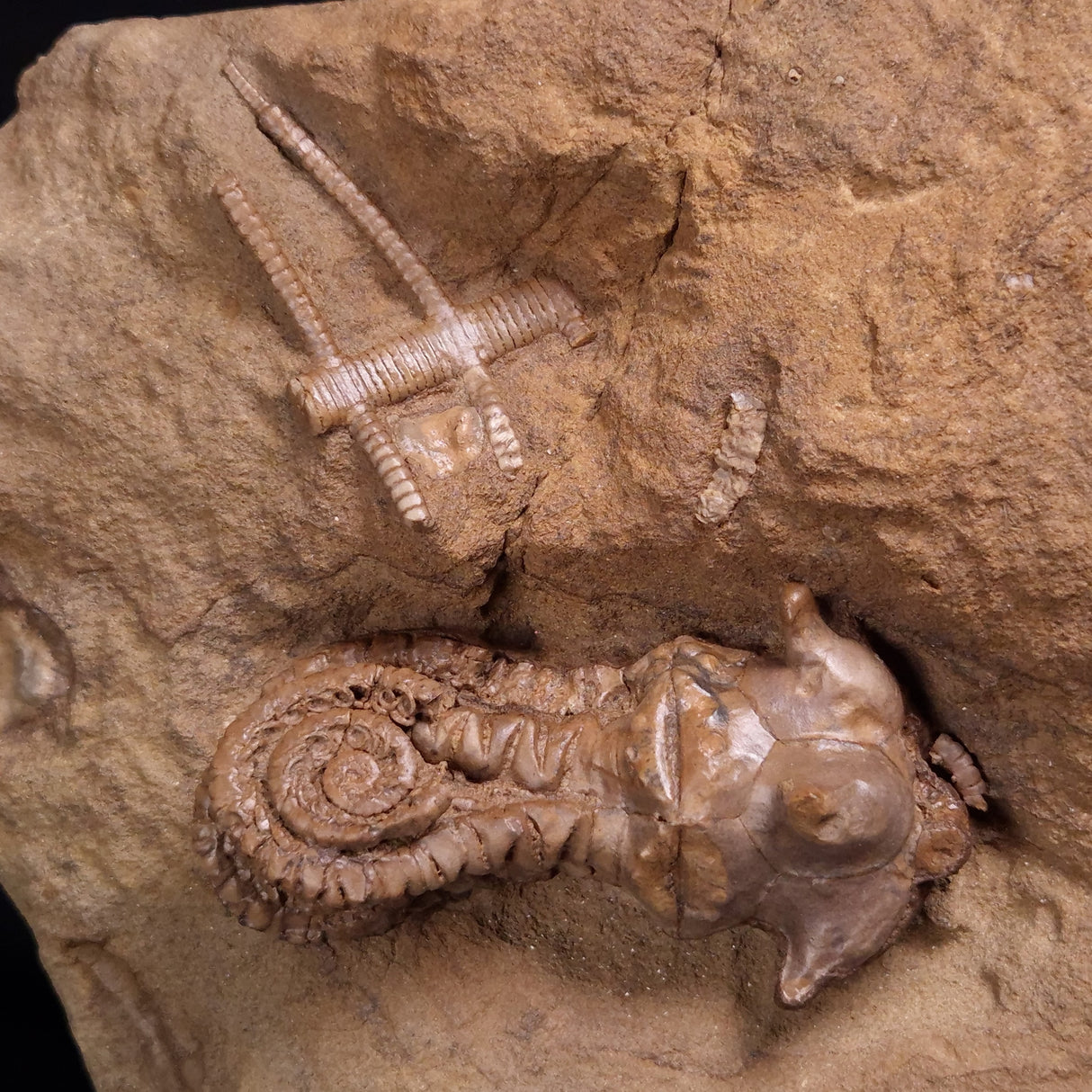 JIMBACRINUS BOSTOCKI CRINOID FOSSIL, Permian, Australia XJB041