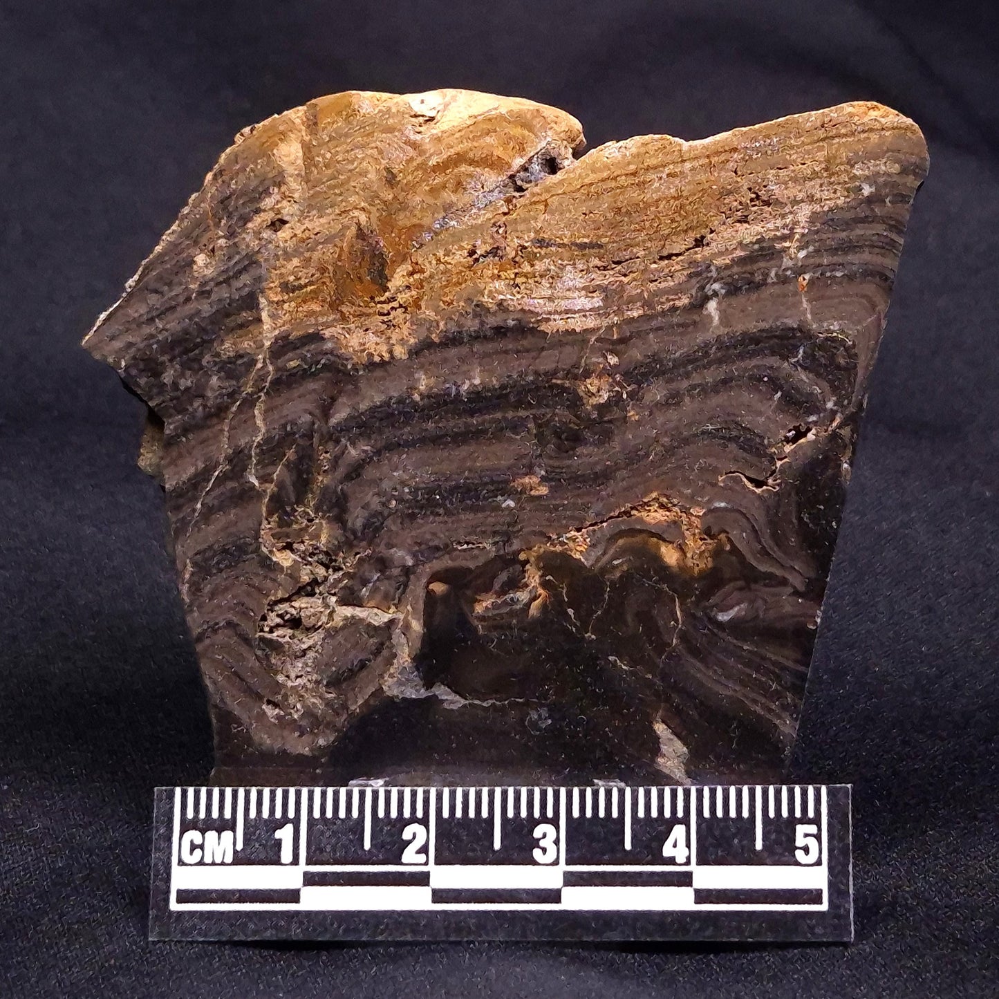 HORSE TOOTH STROMATOLITE, Devonian, Scotland ZHT018