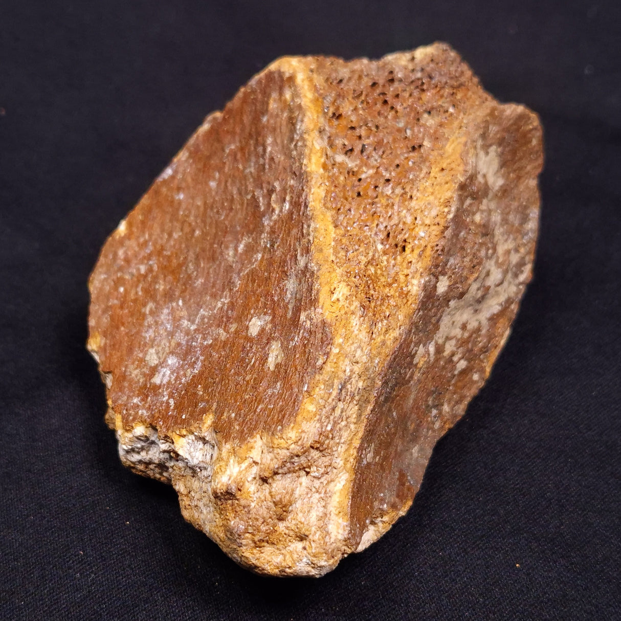 WOOLLY MAMMOTH BONE, Late Pleistocene, North Sea XMB002