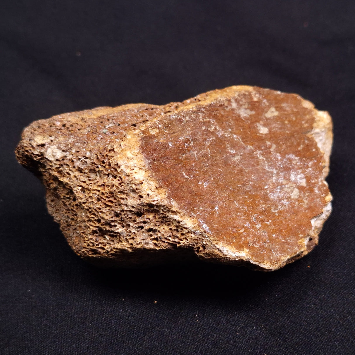 WOOLLY MAMMOTH BONE, Late Pleistocene, North Sea XMB002