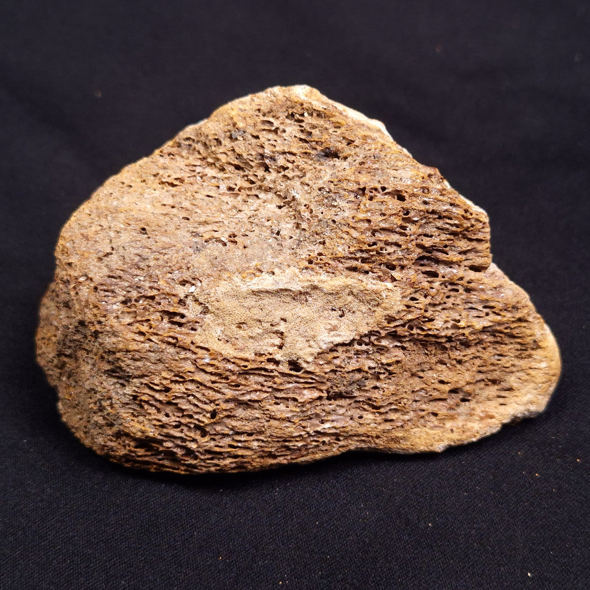 WOOLLY MAMMOTH BONE, Late Pleistocene, North Sea XMB002