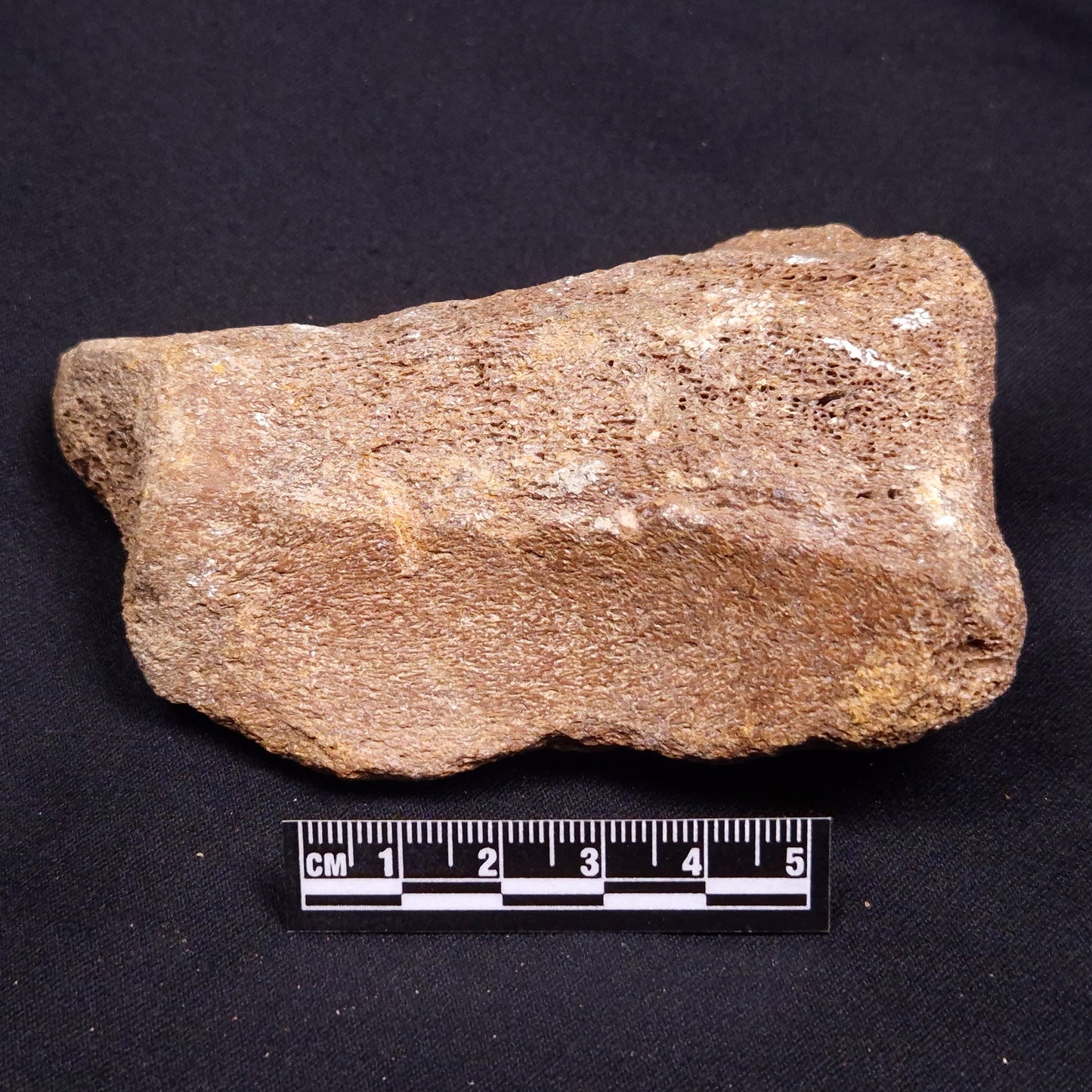 WOOLLY MAMMOTH BONE, Late Pleistocene, North Sea XMB003