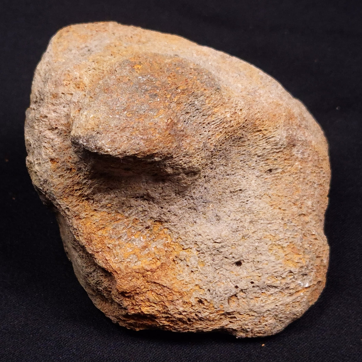 WOOLLY MAMMOTH BONE, Late Pleistocene, North Sea XMB006