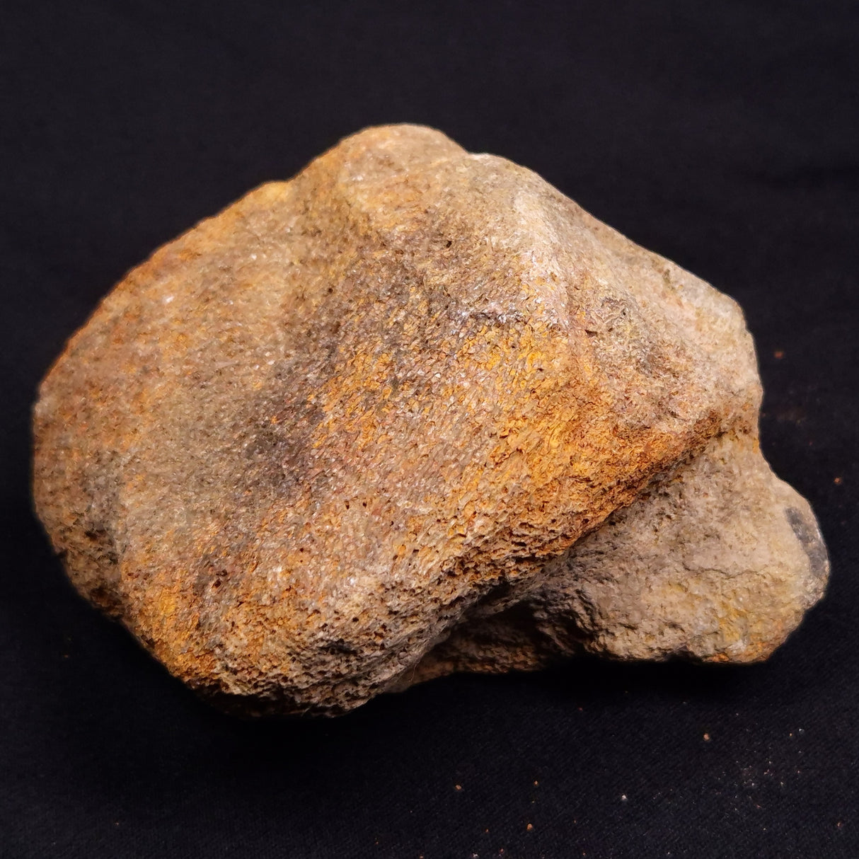 WOOLLY MAMMOTH BONE, Late Pleistocene, North Sea XMB006