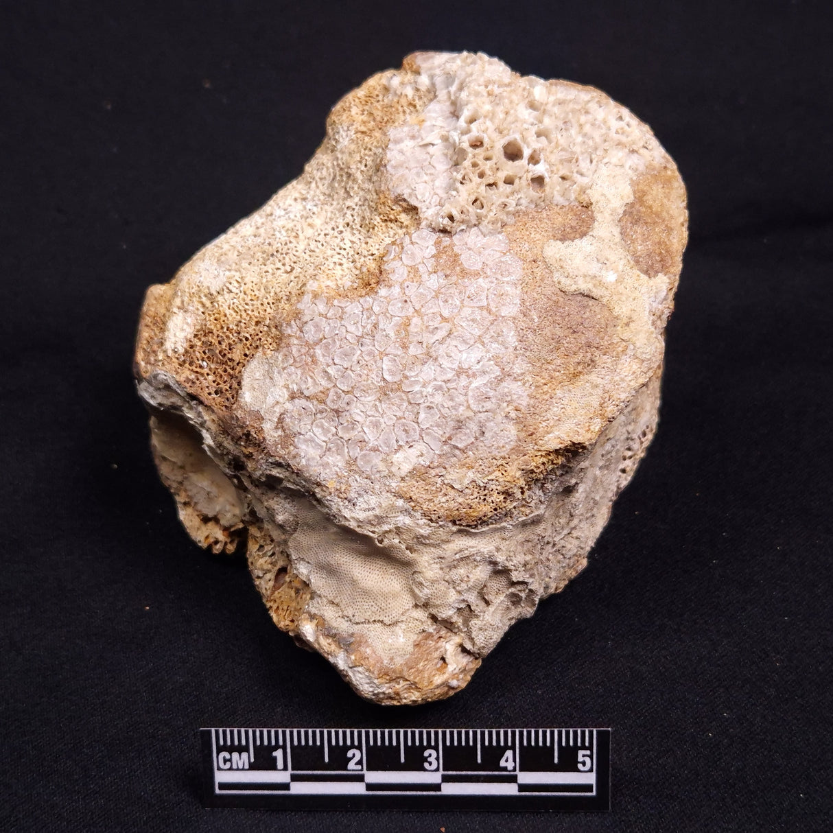 WOOLLY MAMMOTH BONE, Late Pleistocene, North Sea XMB007