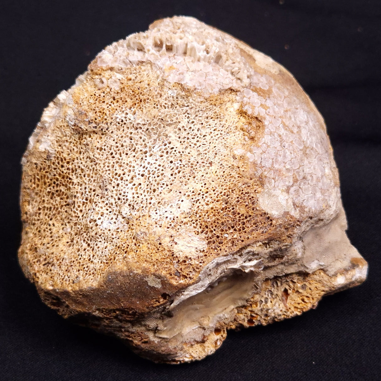 WOOLLY MAMMOTH BONE, Late Pleistocene, North Sea XMB007