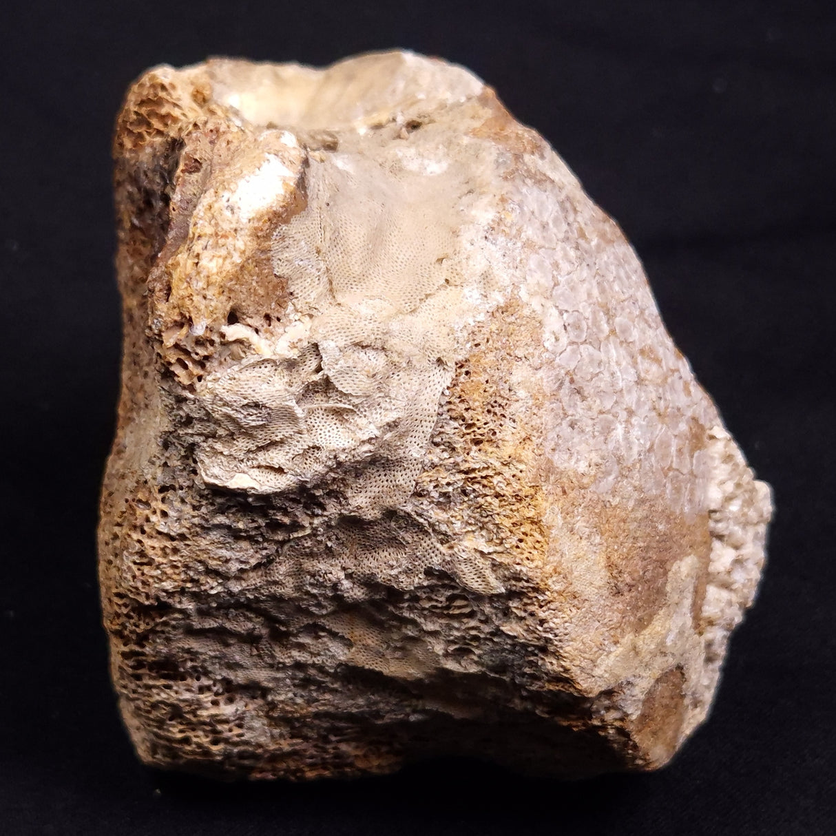 WOOLLY MAMMOTH BONE, Late Pleistocene, North Sea XMB007