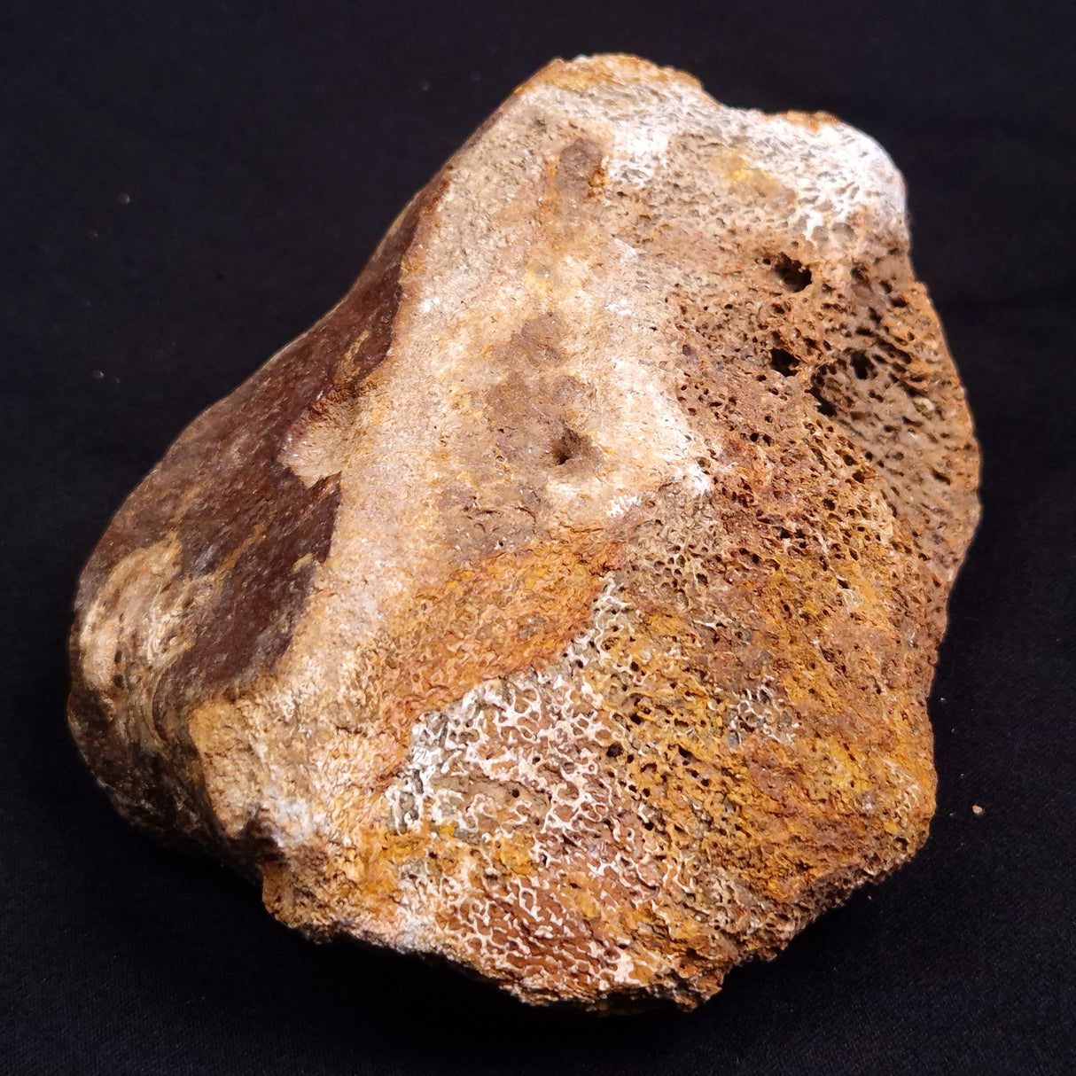 WOOLLY MAMMOTH BONE, Late Pleistocene, North Sea XMB008