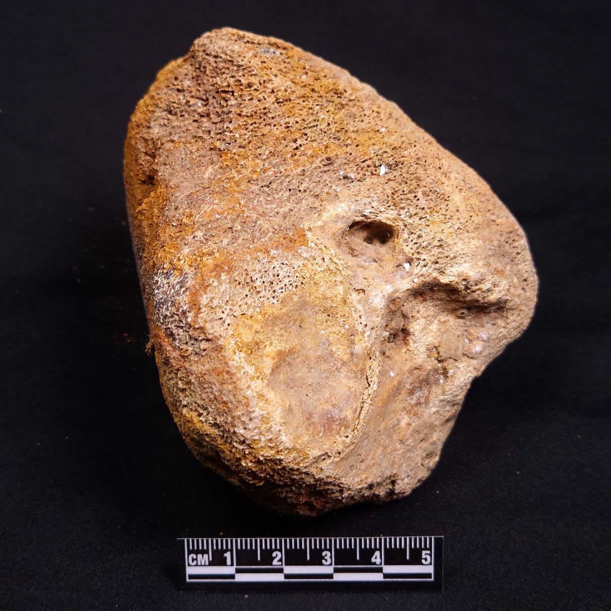 WOOLLY MAMMOTH BONE, Late Pleistocene, North Sea XMB009