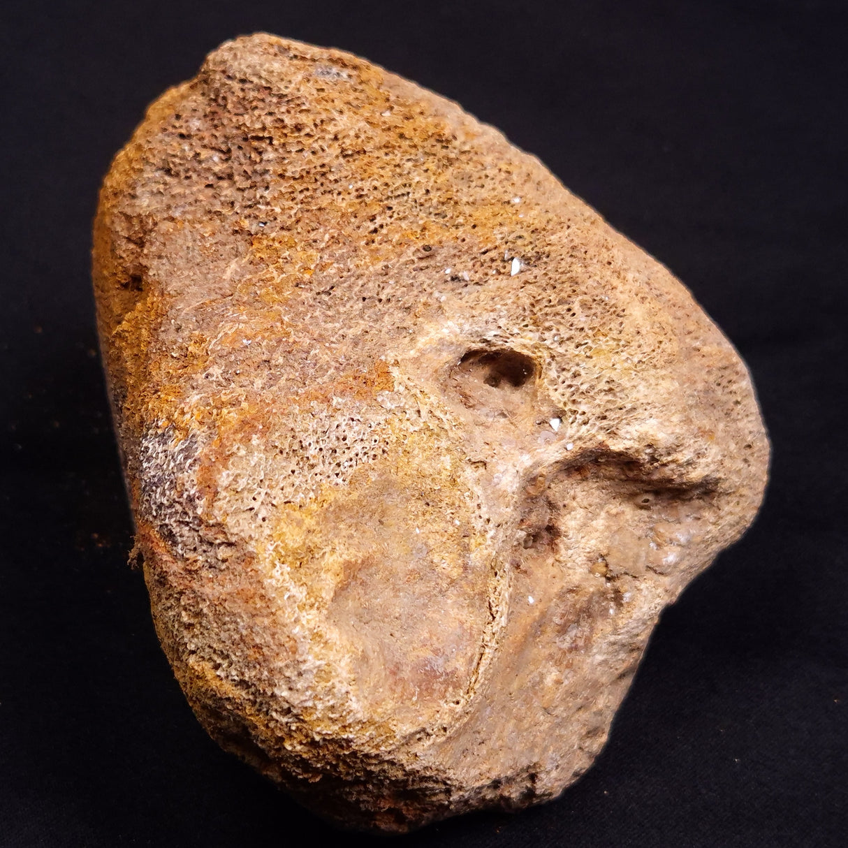 WOOLLY MAMMOTH BONE, Late Pleistocene, North Sea XMB009