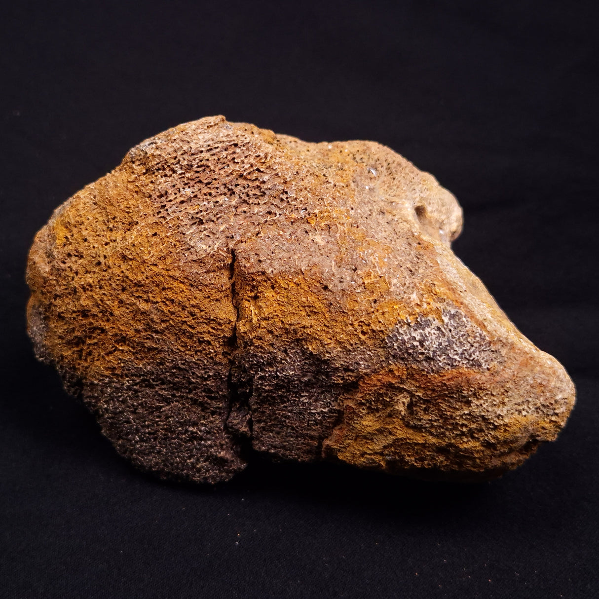 WOOLLY MAMMOTH BONE, Late Pleistocene, North Sea XMB009