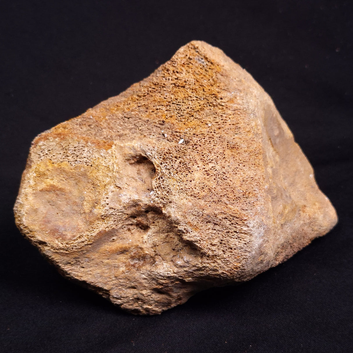 WOOLLY MAMMOTH BONE, Late Pleistocene, North Sea XMB009