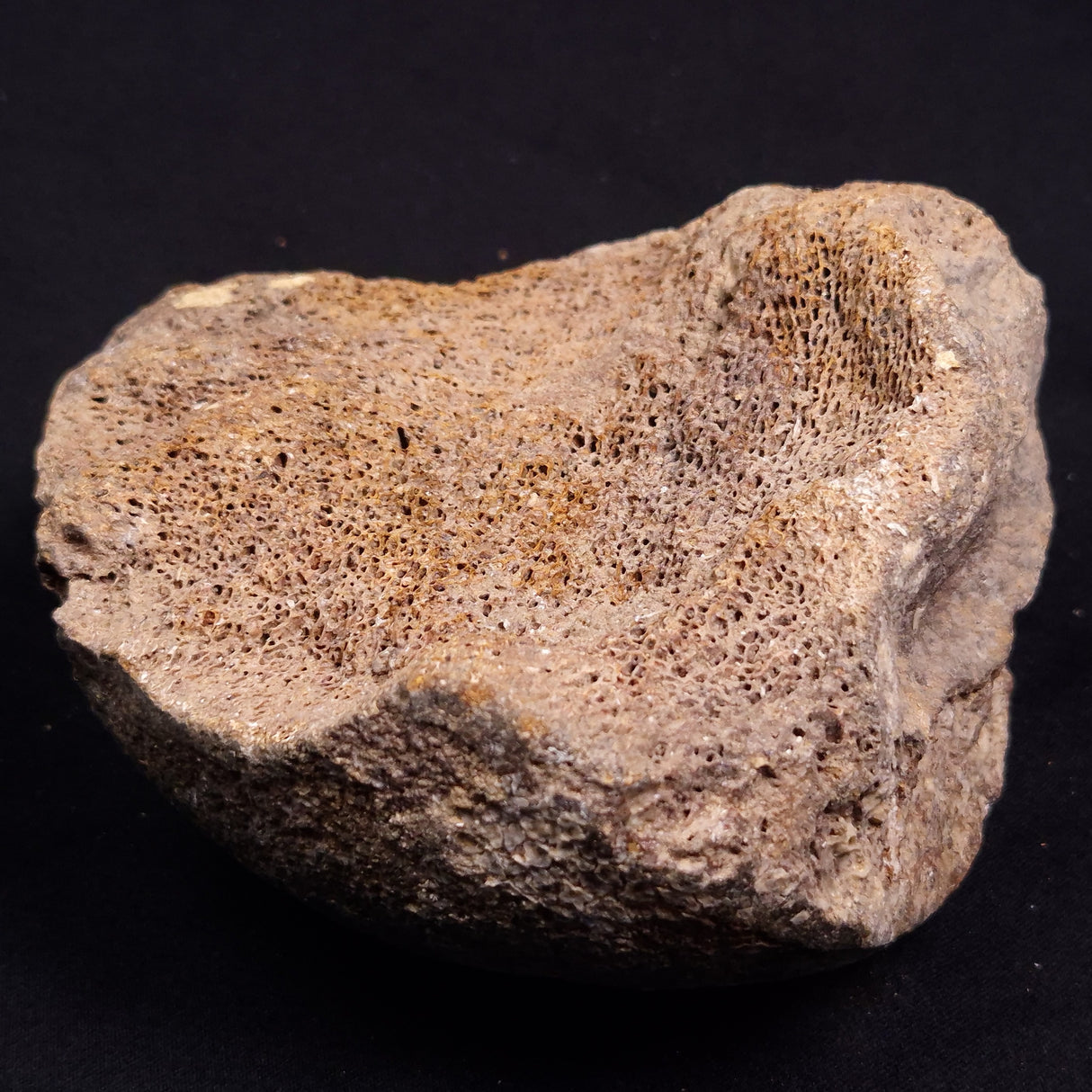 WOOLLY MAMMOTH BONE, Late Pleistocene, North Sea XMB010