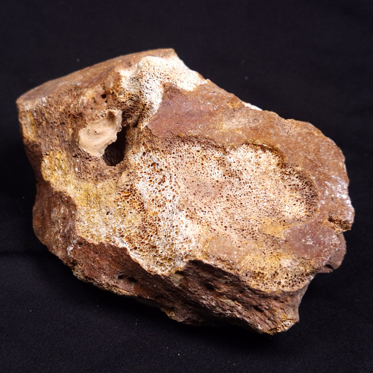 WOOLLY MAMMOTH BONE, Late Pleistocene, North Sea XMB011