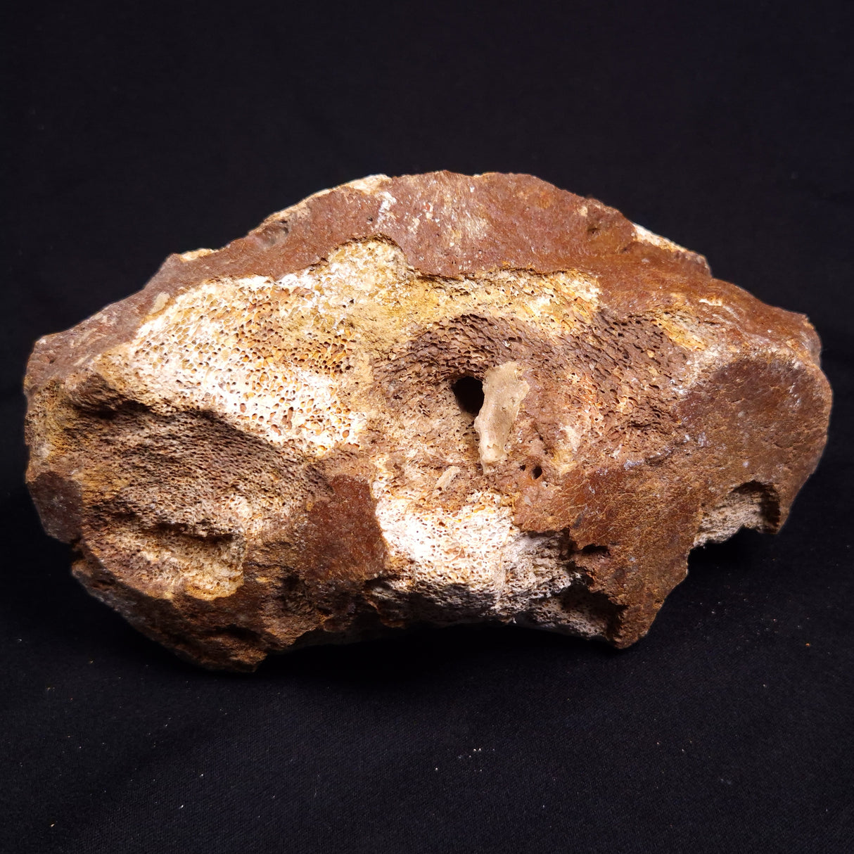 WOOLLY MAMMOTH BONE, Late Pleistocene, North Sea XMB011