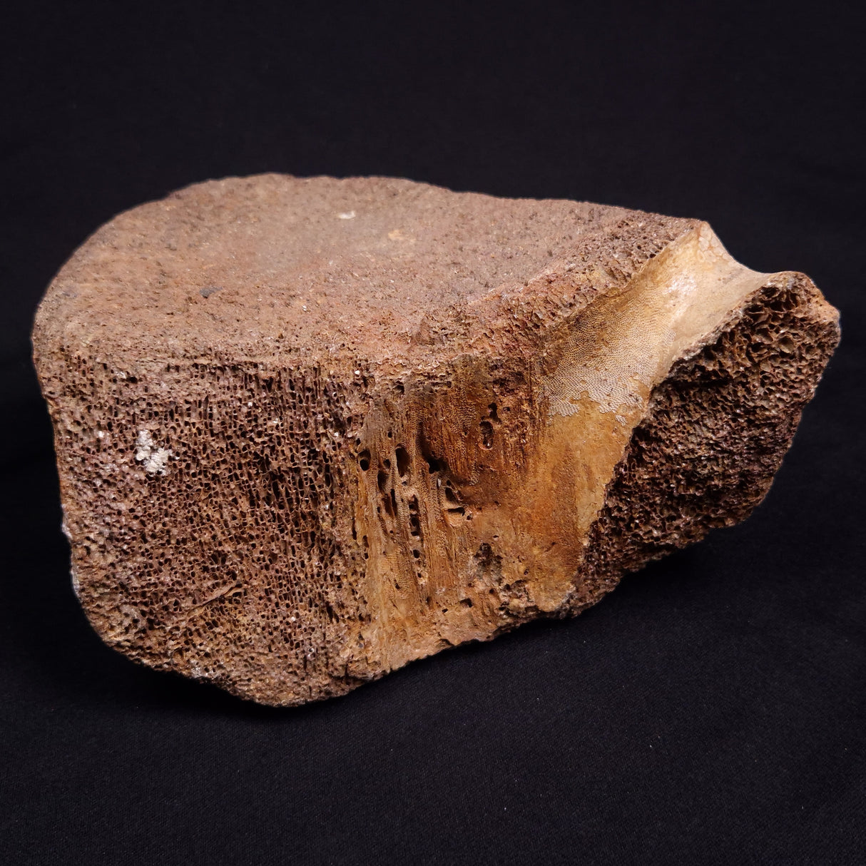 WOOLLY MAMMOTH BONE, Late Pleistocene, North Sea XMB012