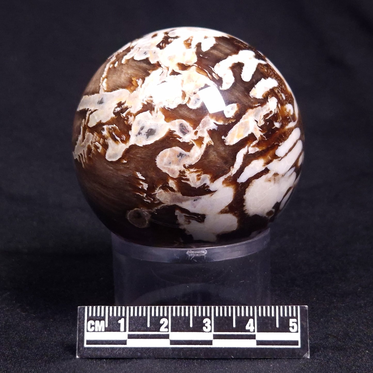 PEANUT WOOD PETRIFIED WOOD SPHERE, Cretaceous, Australia YPS002