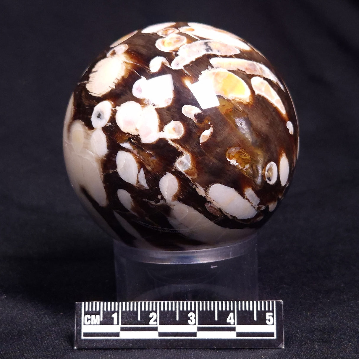 PEANUT WOOD PETRIFIED WOOD SPHERE, Cretaceous, Australia YPS003