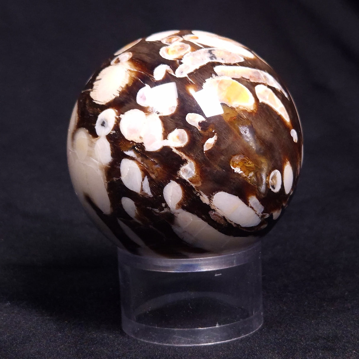PEANUT WOOD PETRIFIED WOOD SPHERE, Cretaceous, Australia YPS003