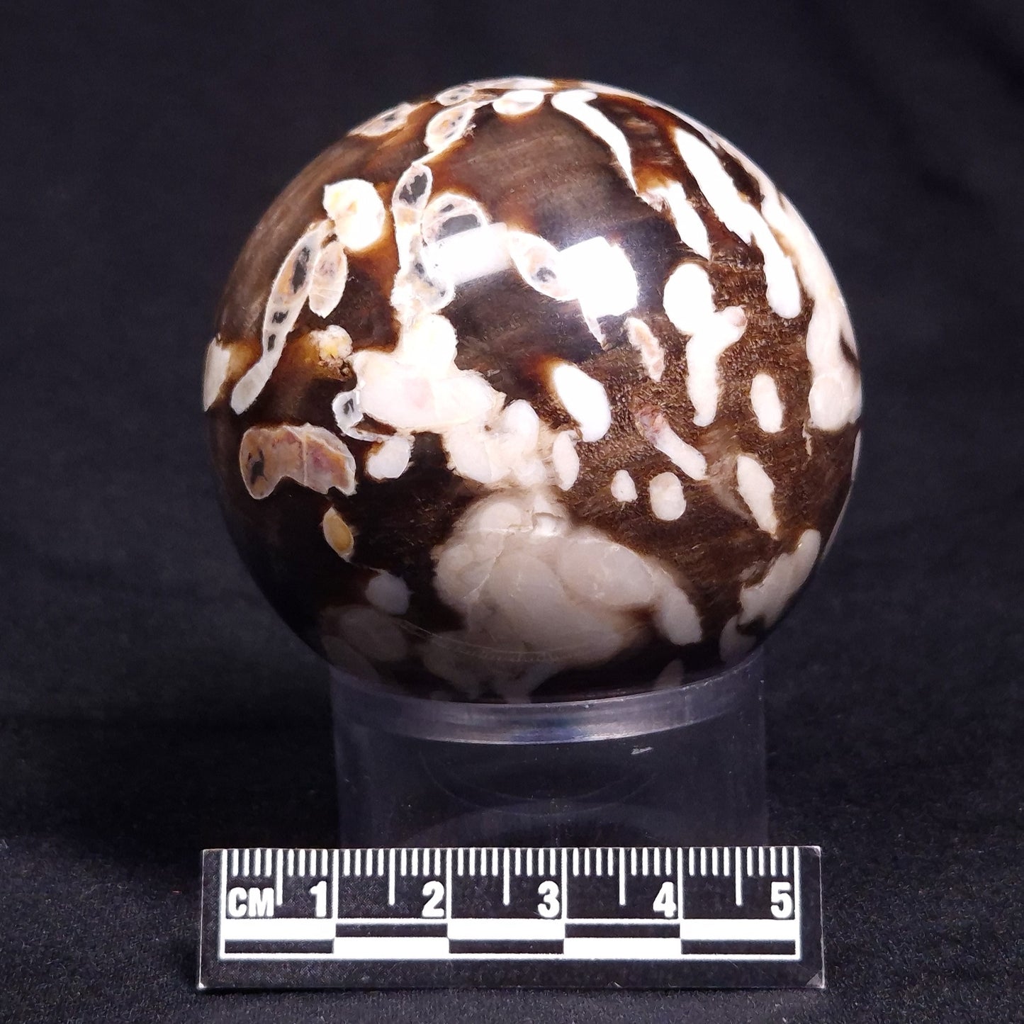 PEANUT WOOD PETRIFIED WOOD SPHERE, Cretaceous, Australia YPS004