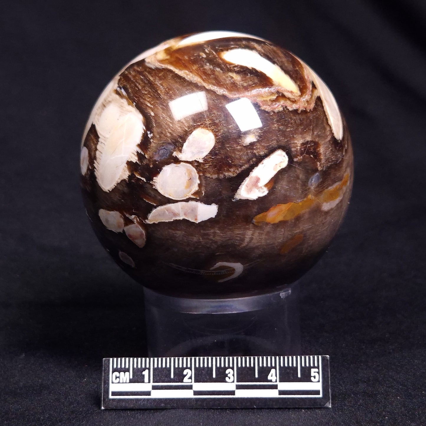 PEANUT WOOD PETRIFIED WOOD SPHERE, Cretaceous, Australia YPS006
