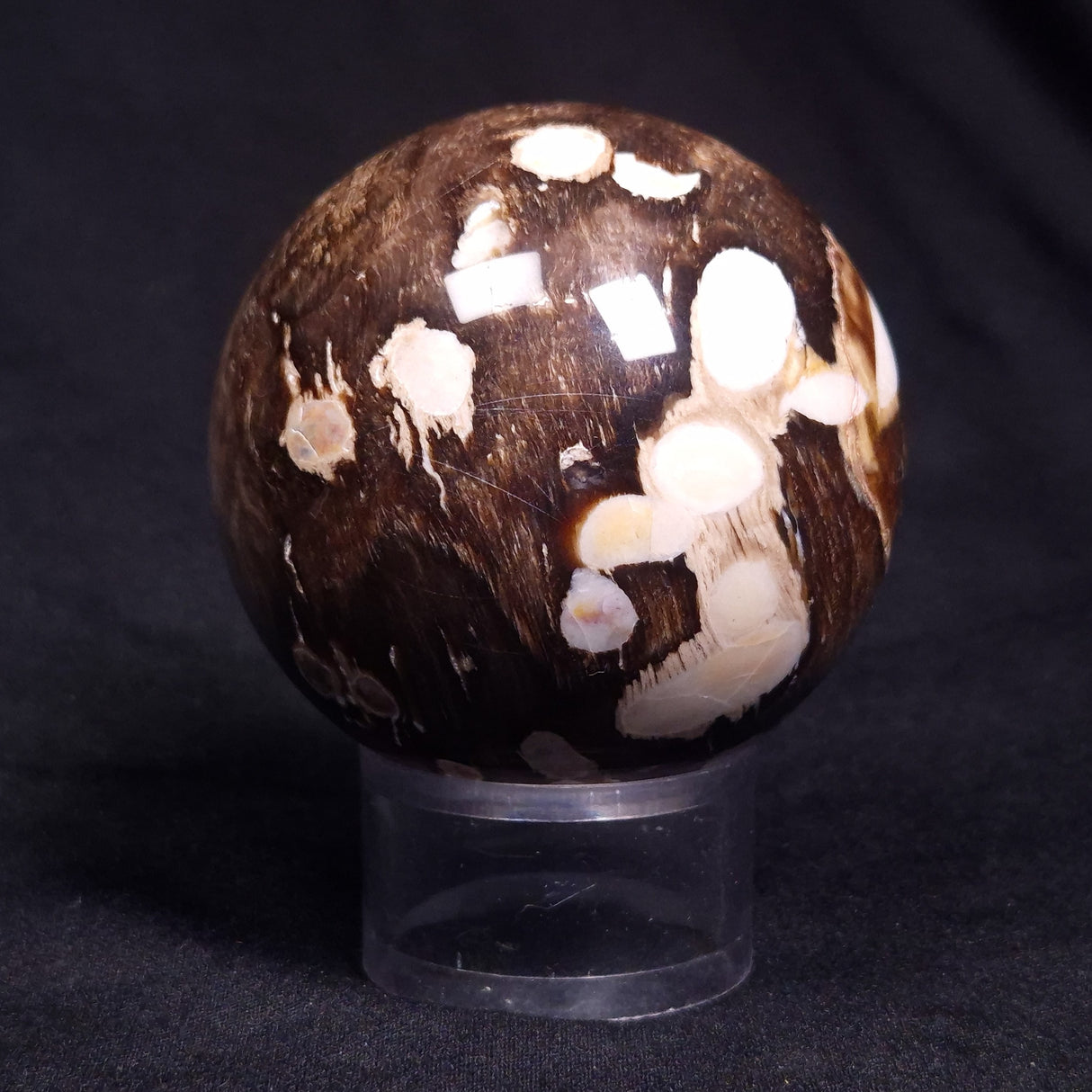 PEANUT WOOD PETRIFIED WOOD SPHERE, Cretaceous, Australia YPS006