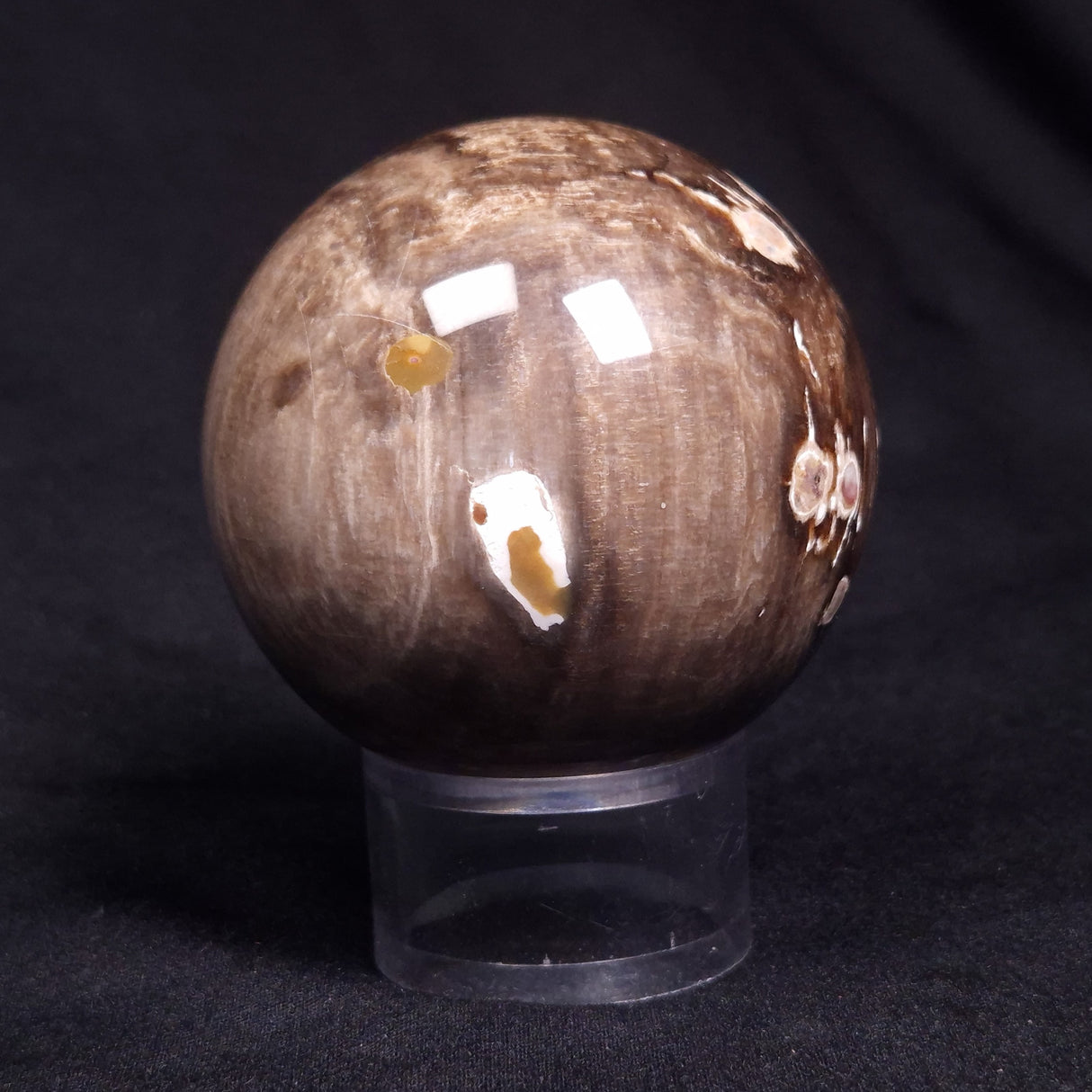 PEANUT WOOD PETRIFIED WOOD SPHERE, Cretaceous, Australia YPS006