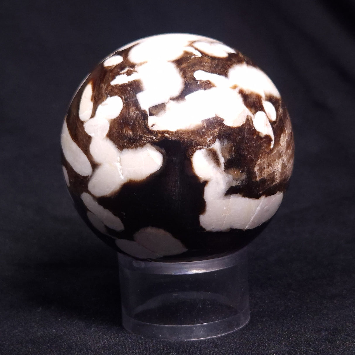 PEANUT WOOD PETRIFIED WOOD SPHERE, Cretaceous, Australia YPS007