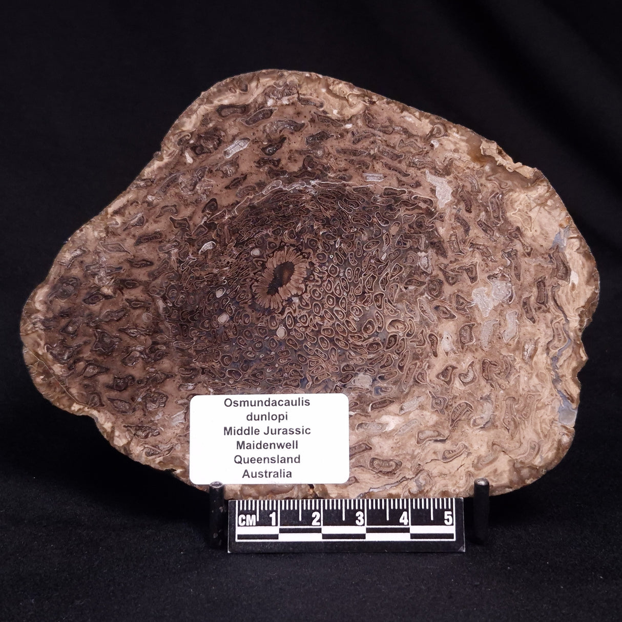 OSMUNDACAULIS DUNLOPI, Middle Jurassic, Australia ZOD001