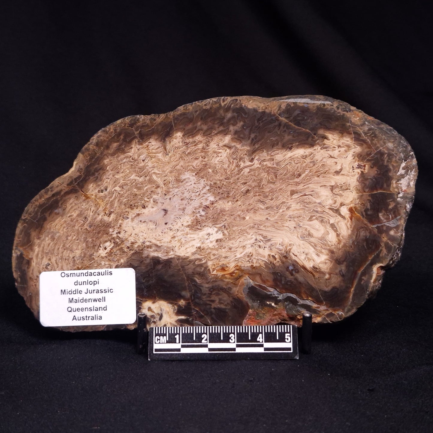 OSMUNDACAULIS DUNLOPI, Middle Jurassic, Australia ZOD002