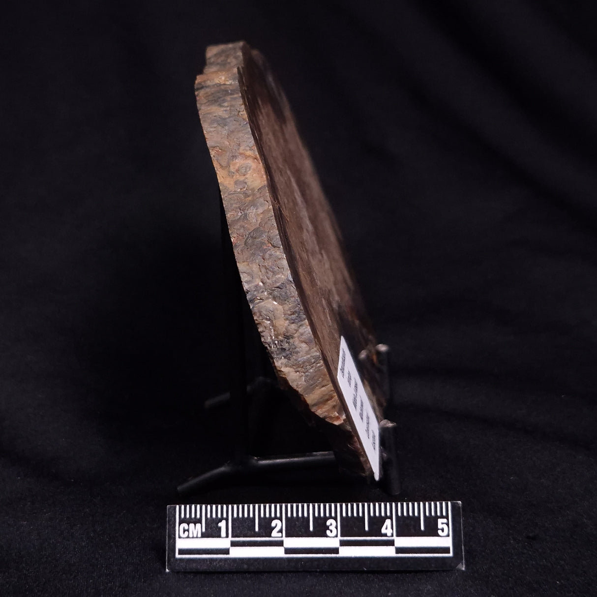 OSMUNDACAULIS DUNLOPI, Middle Jurassic, Australia ZOD002